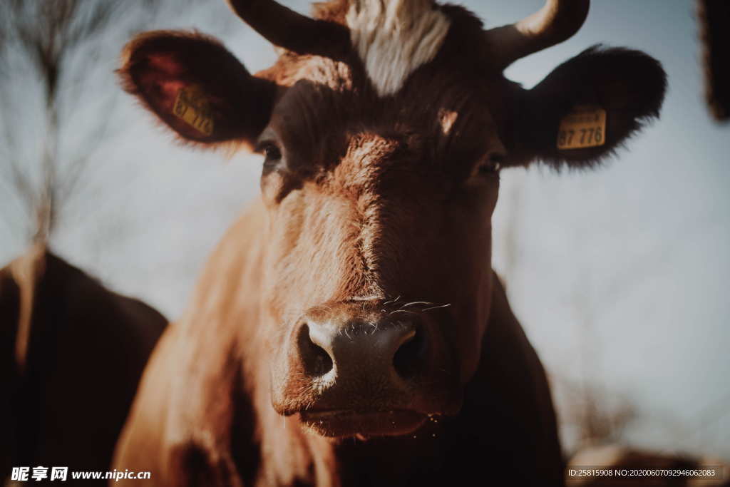 水牛奶牛肉牛黄牛红牛图片