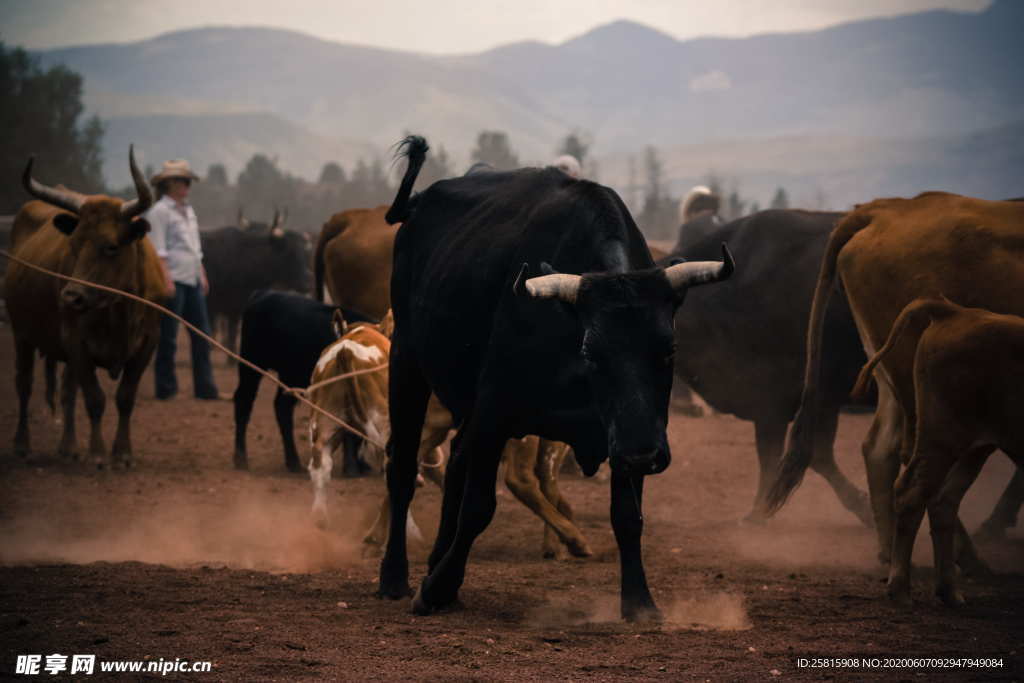 水牛奶牛肉牛黄牛红牛图片