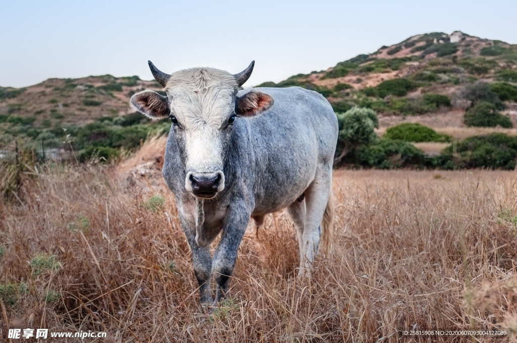水牛奶牛肉牛黄牛红牛图片