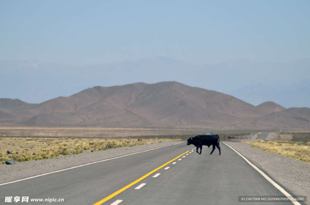 水牛奶牛肉牛黄牛红牛图片