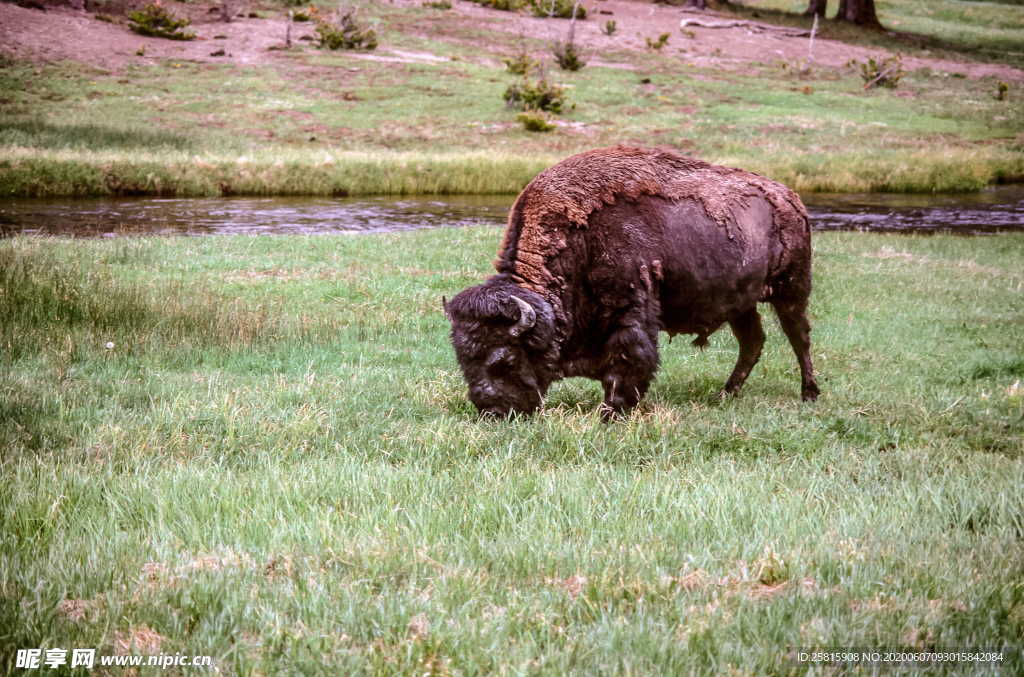水牛奶牛肉牛黄牛红牛图片