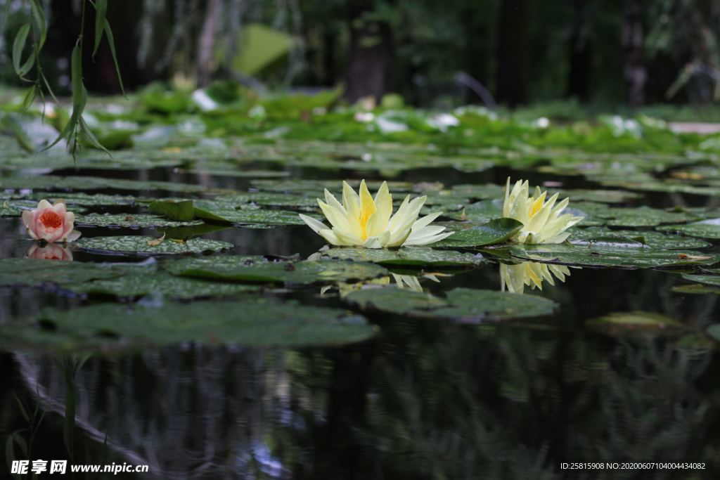 白莲白色睡莲图片
