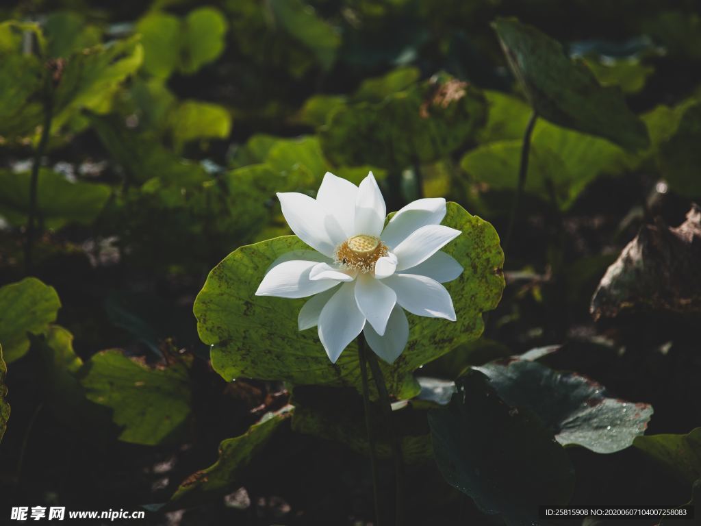 白莲白色睡莲图片
