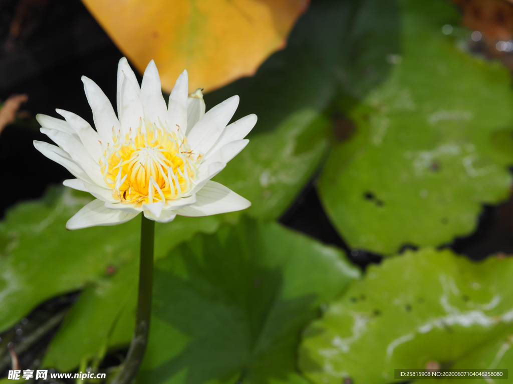 白莲白色睡莲图片