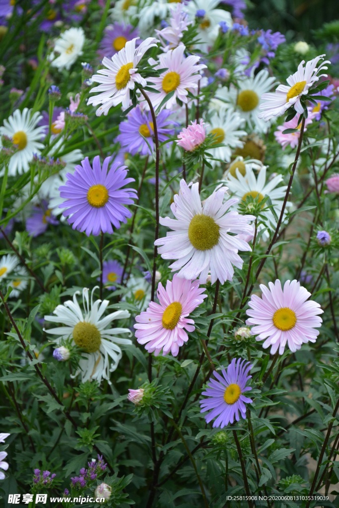 雏菊清新淡雅图片
