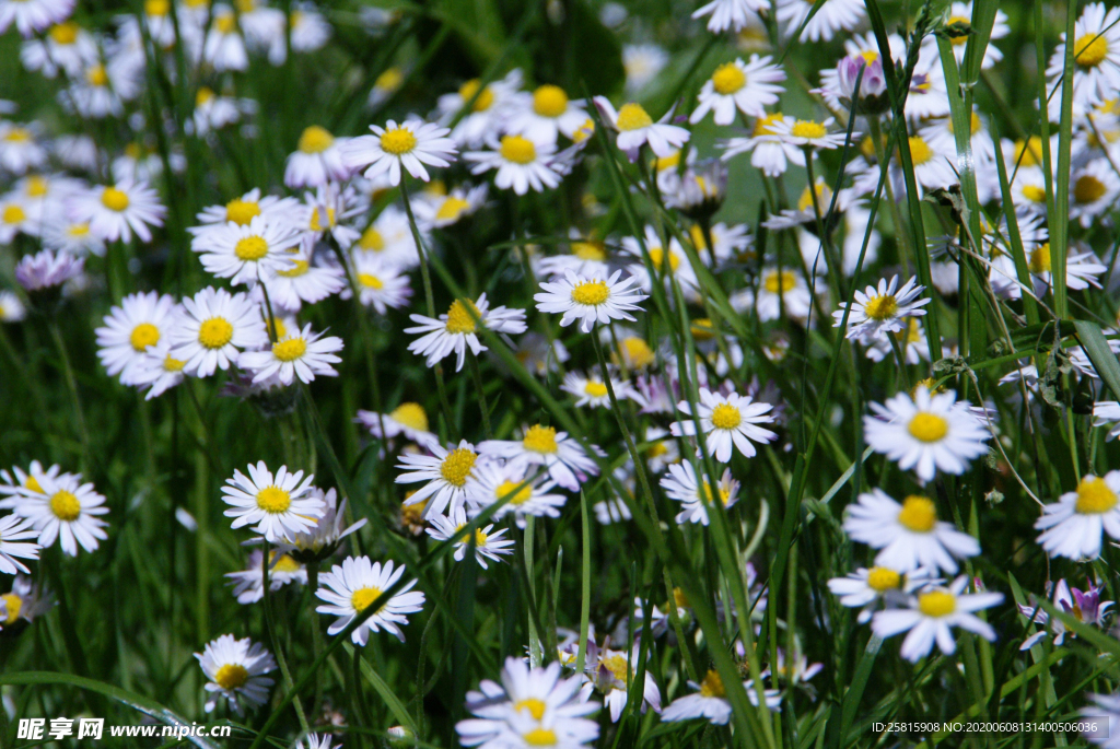 雏菊清新淡雅图片