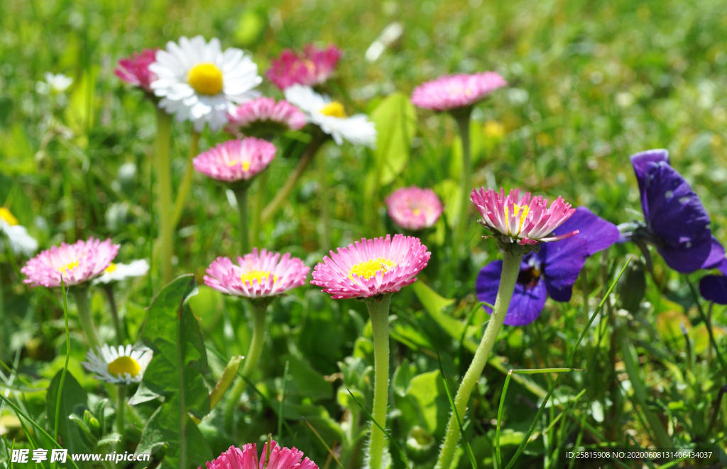雏菊清新淡雅图片