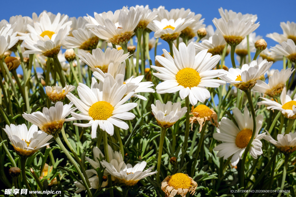 雏菊清新淡雅图片