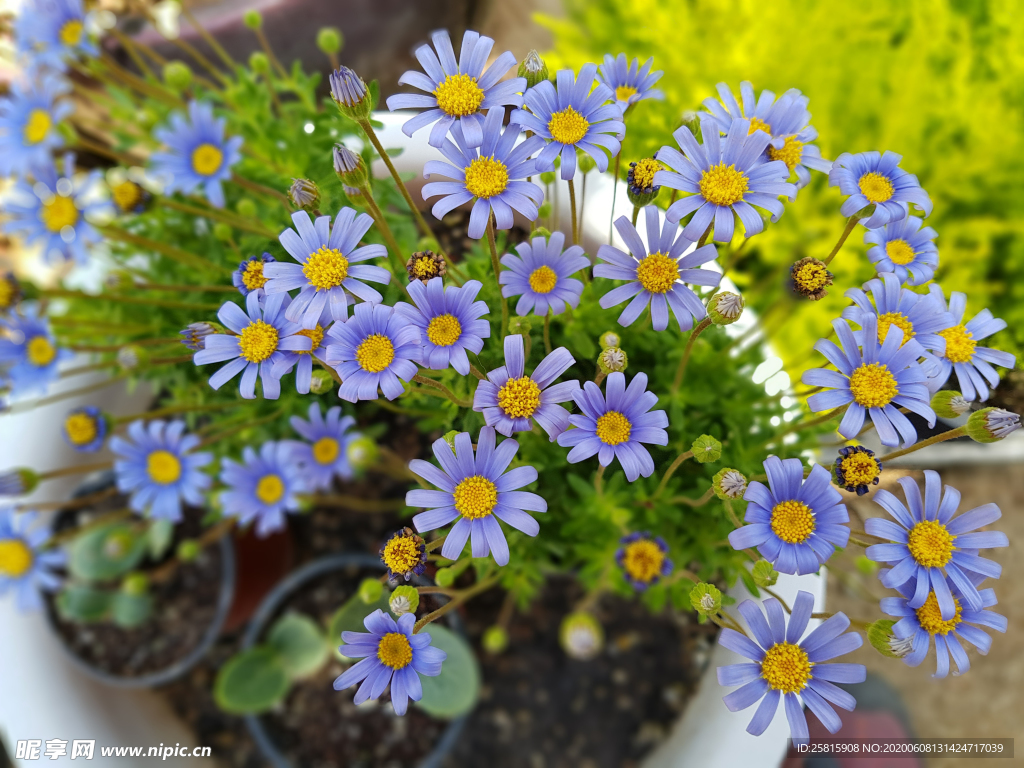 雏菊清新淡雅图片