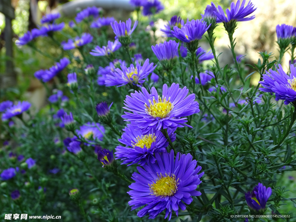 雏菊清新淡雅图片