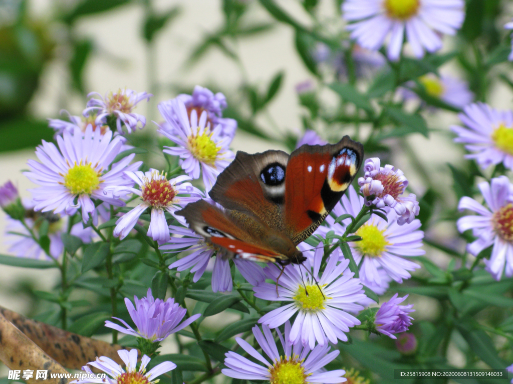 雏菊清新淡雅图片