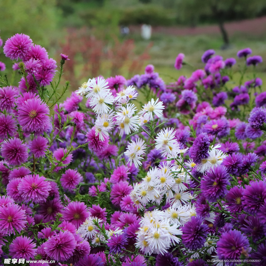 雏菊清新淡雅图片