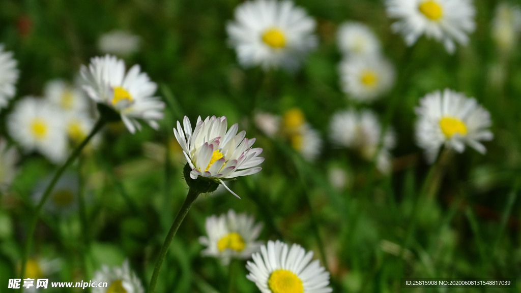 雏菊清新淡雅图片