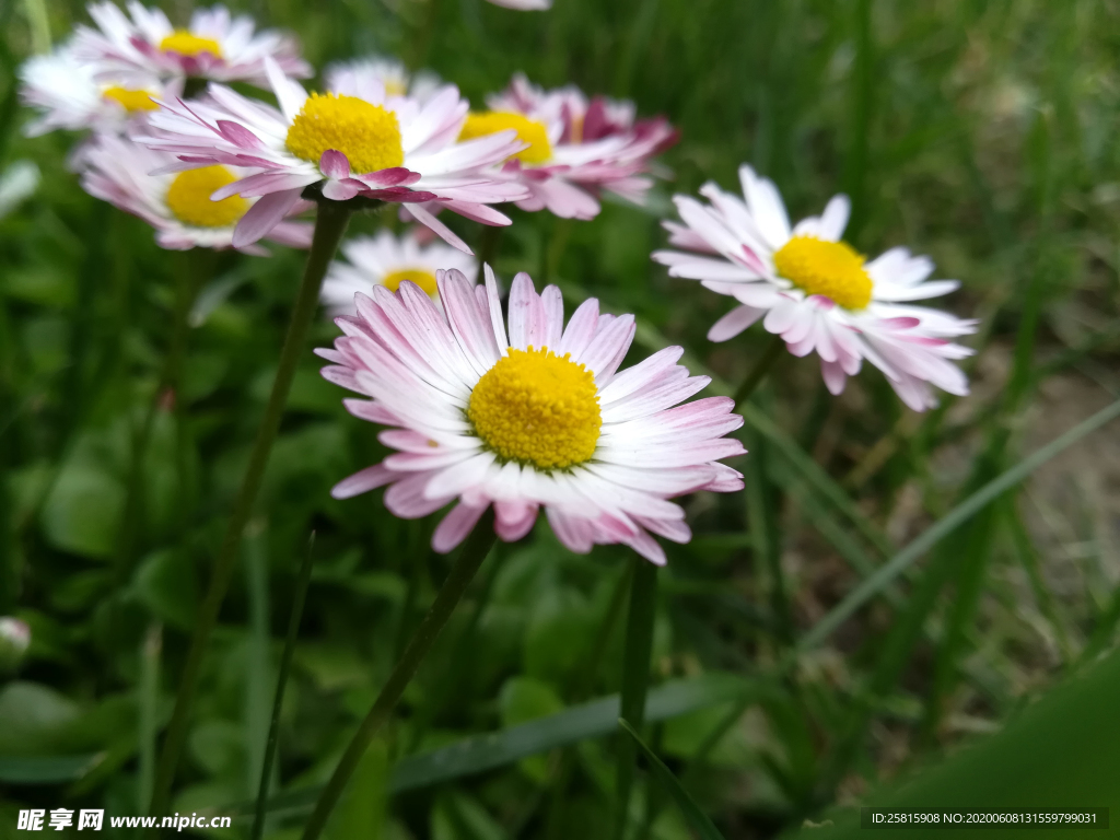 雏菊清新淡雅图片