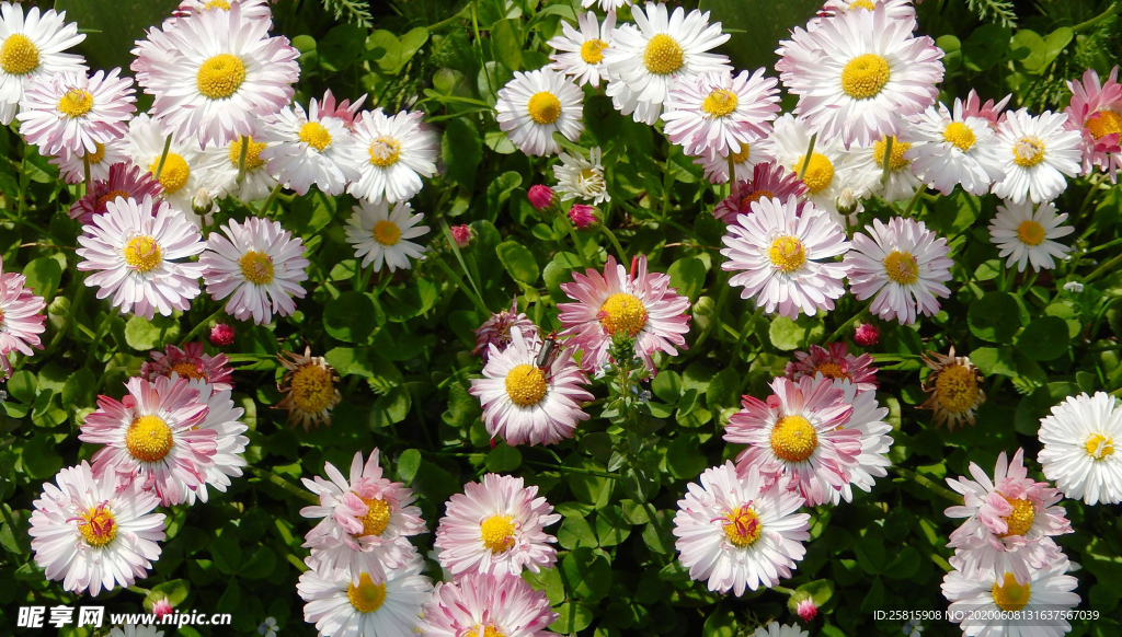 雏菊清新淡雅图片