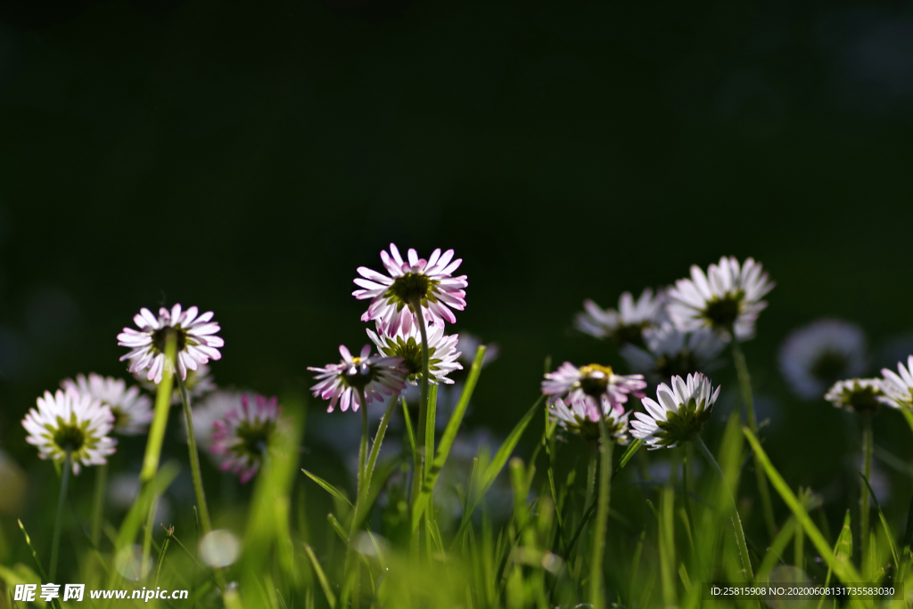 雏菊清新淡雅图片