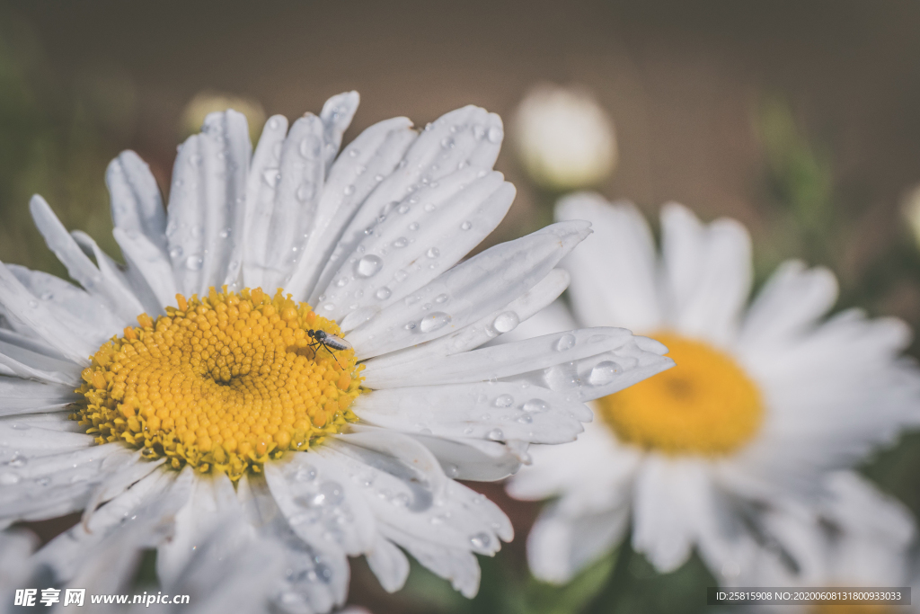 雏菊清新淡雅图片
