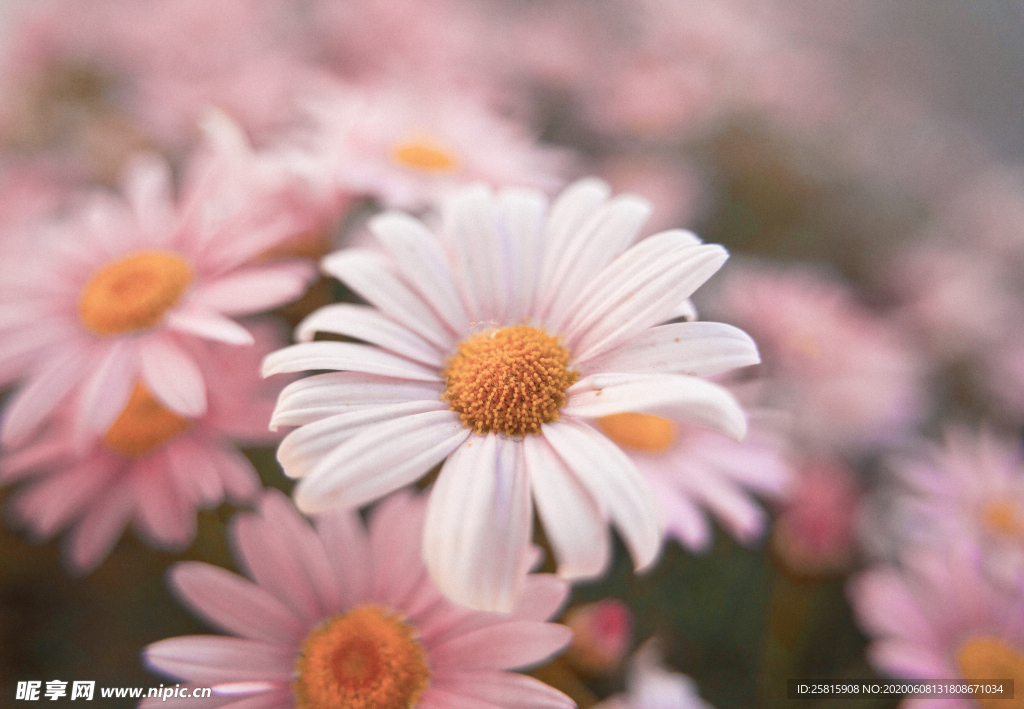 雏菊清新淡雅图片