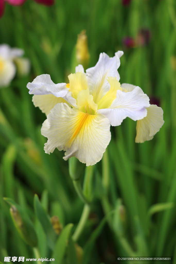 鸢尾花清新图片