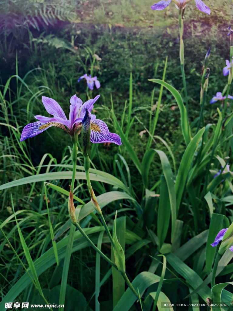 鸢尾花清新图片