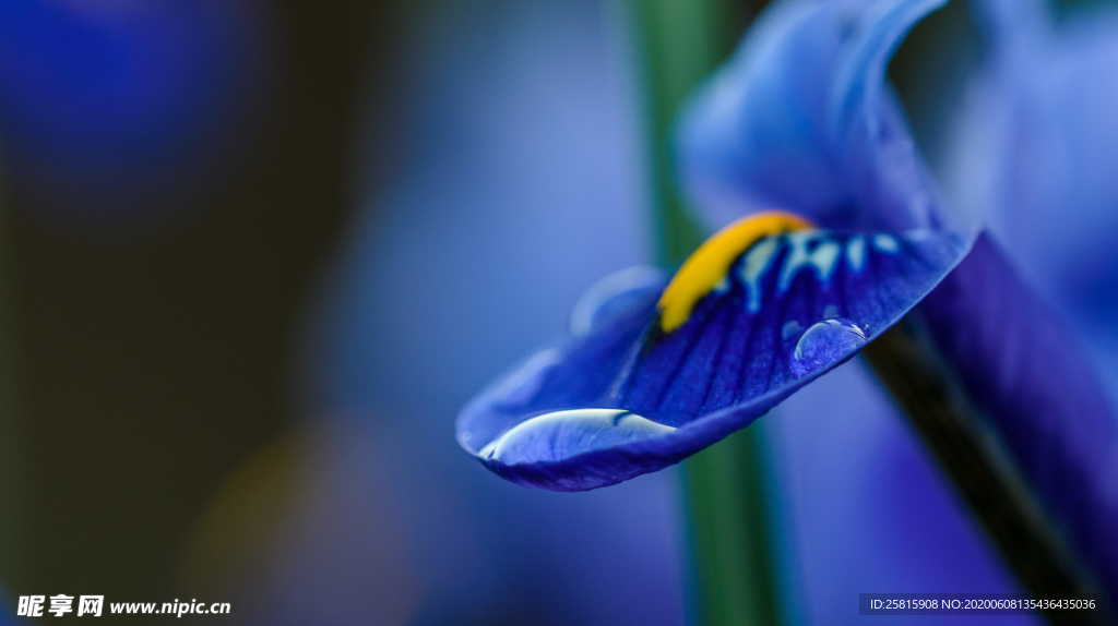 鸢尾花清新图片