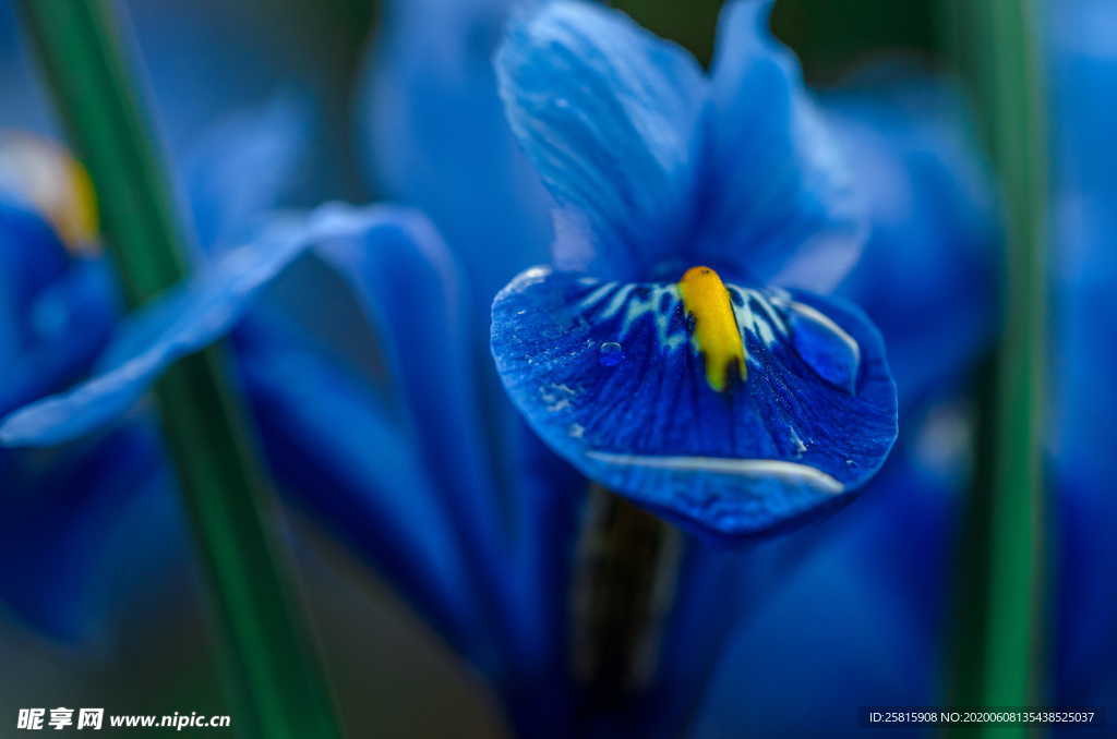 鸢尾花清新图片