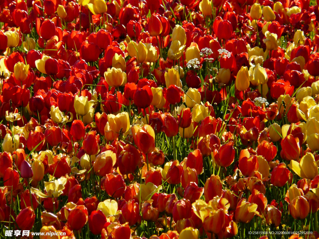 郁金香唯美图片