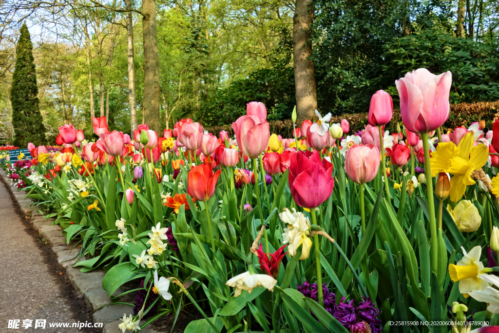 郁金香唯美图片