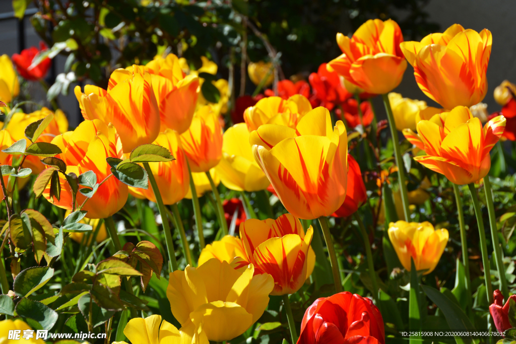 郁金香唯美图片