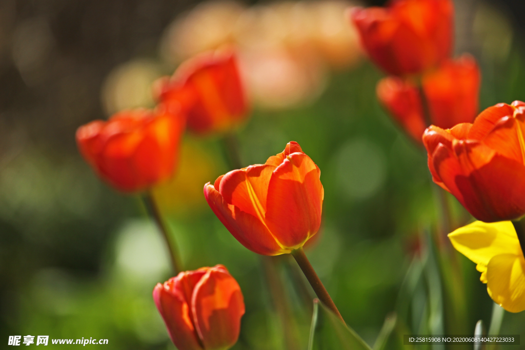 郁金香唯美图片