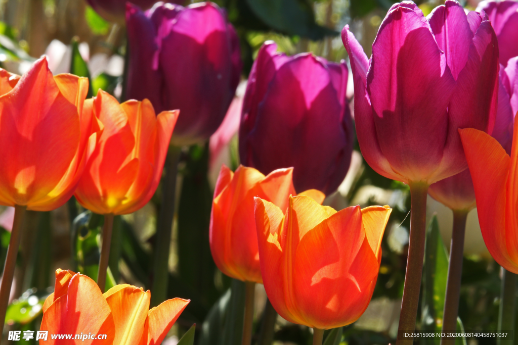 郁金香唯美图片