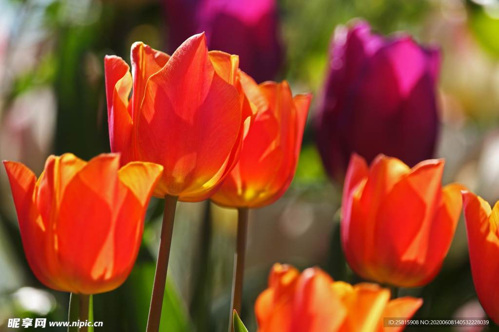 郁金香唯美图片