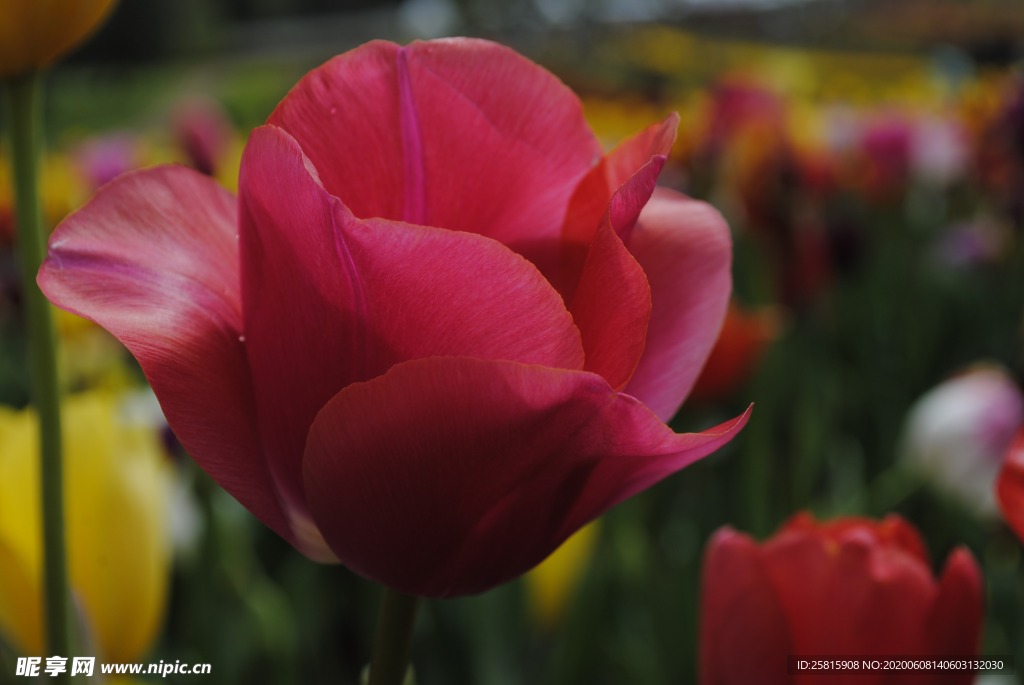 郁金香唯美图片