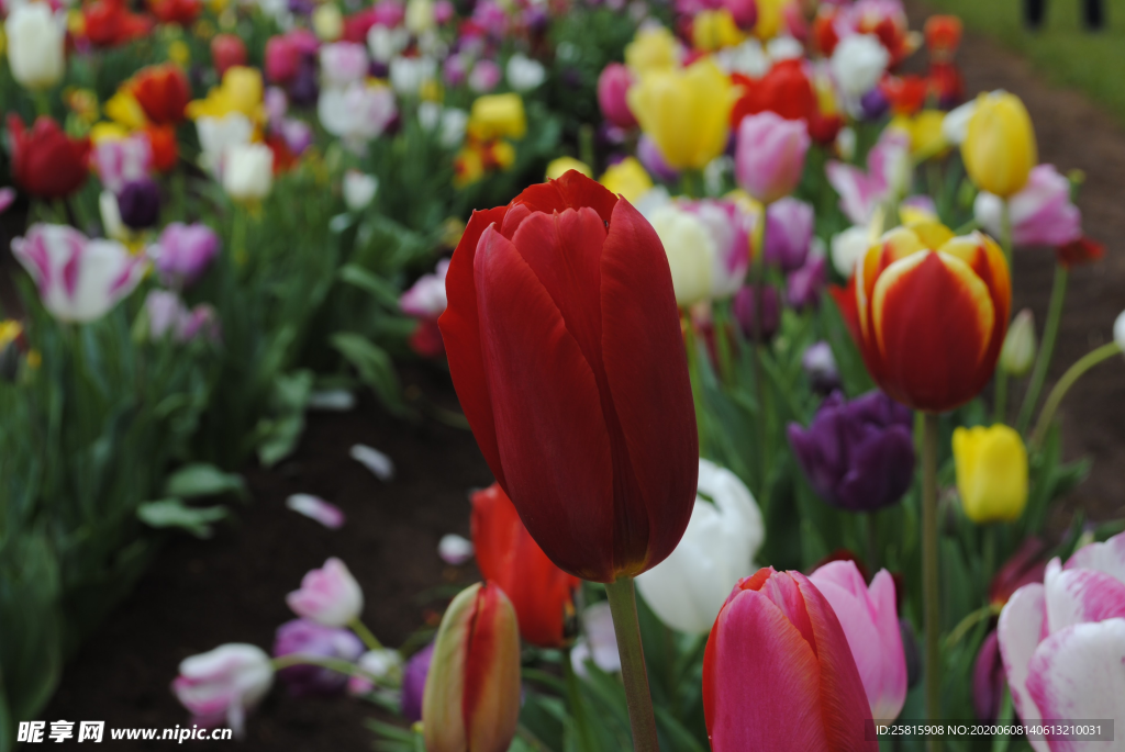 郁金香唯美图片