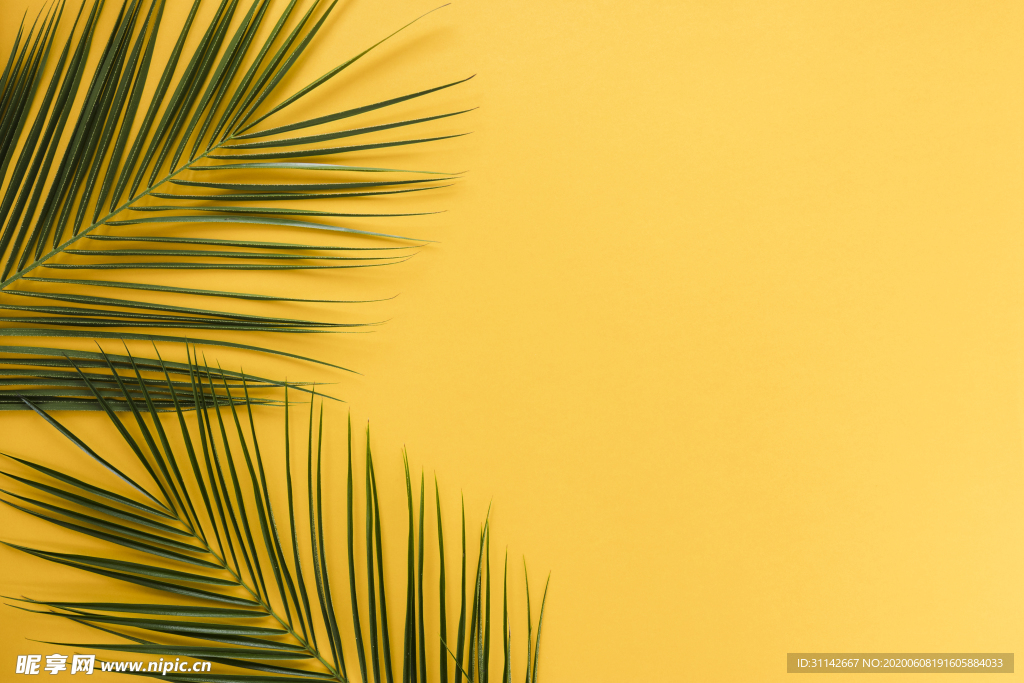 棕榈叶背景