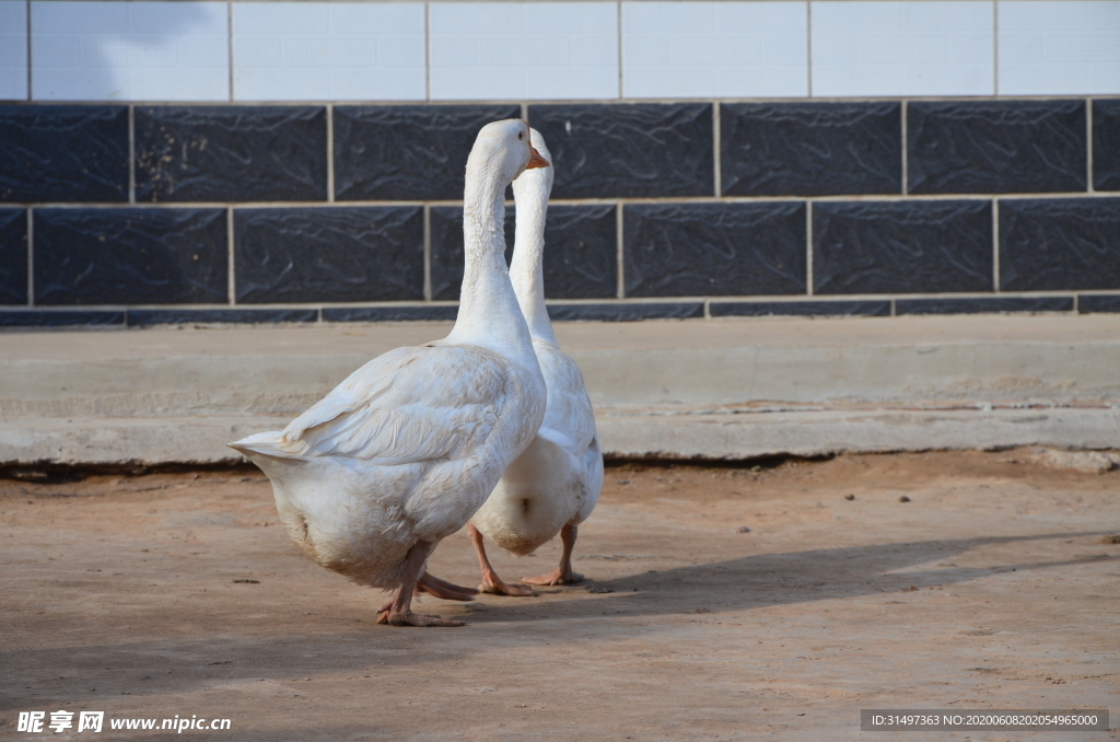 两只鹅