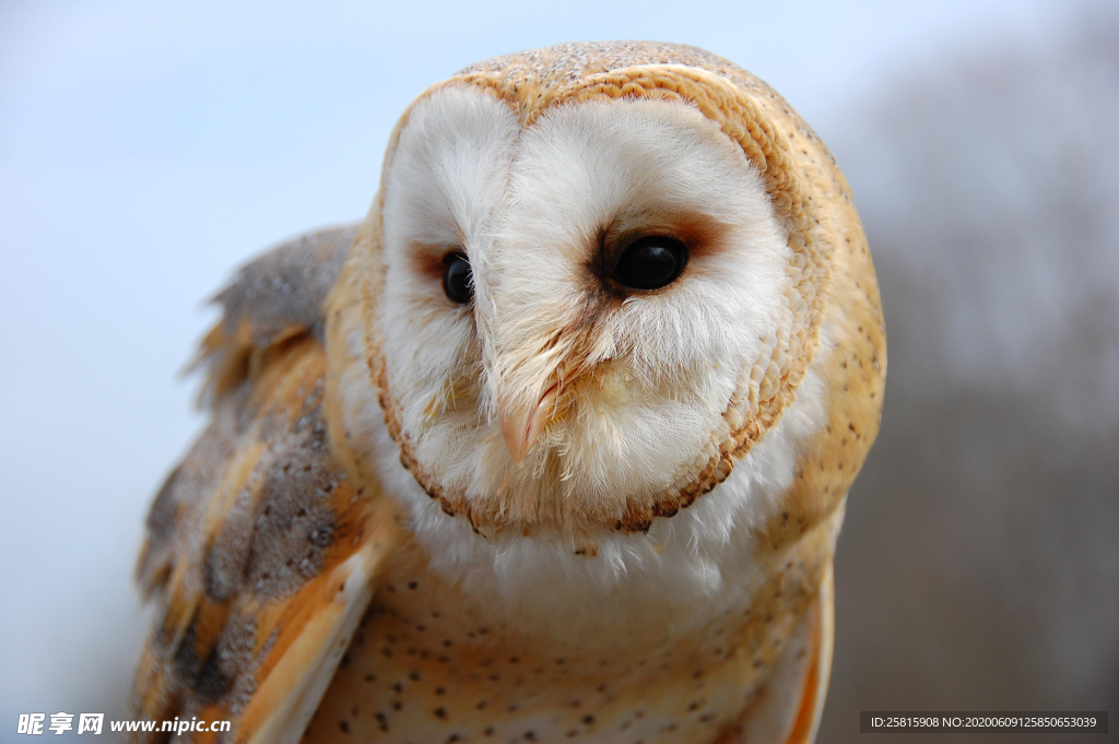 猫头鹰呆萌图片