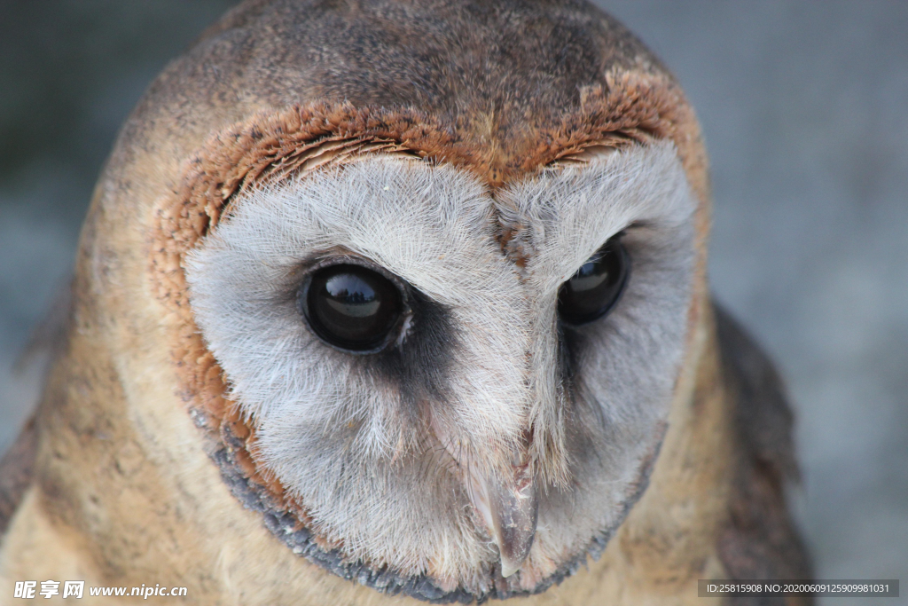 猫头鹰呆萌图片