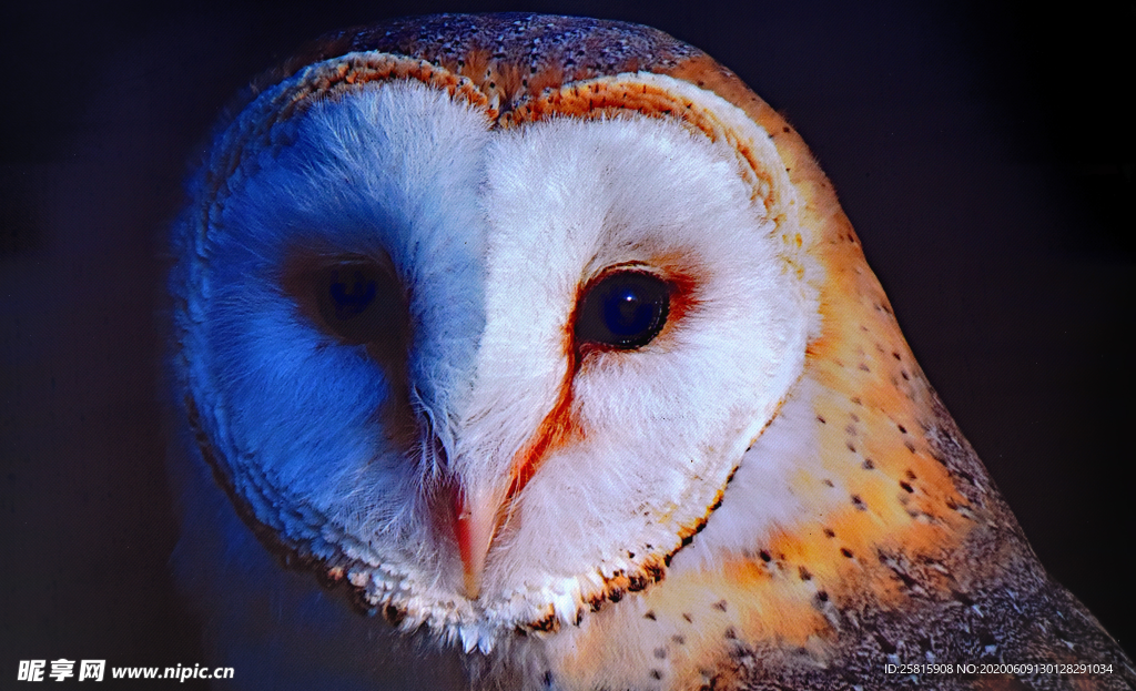 猫头鹰呆萌图片