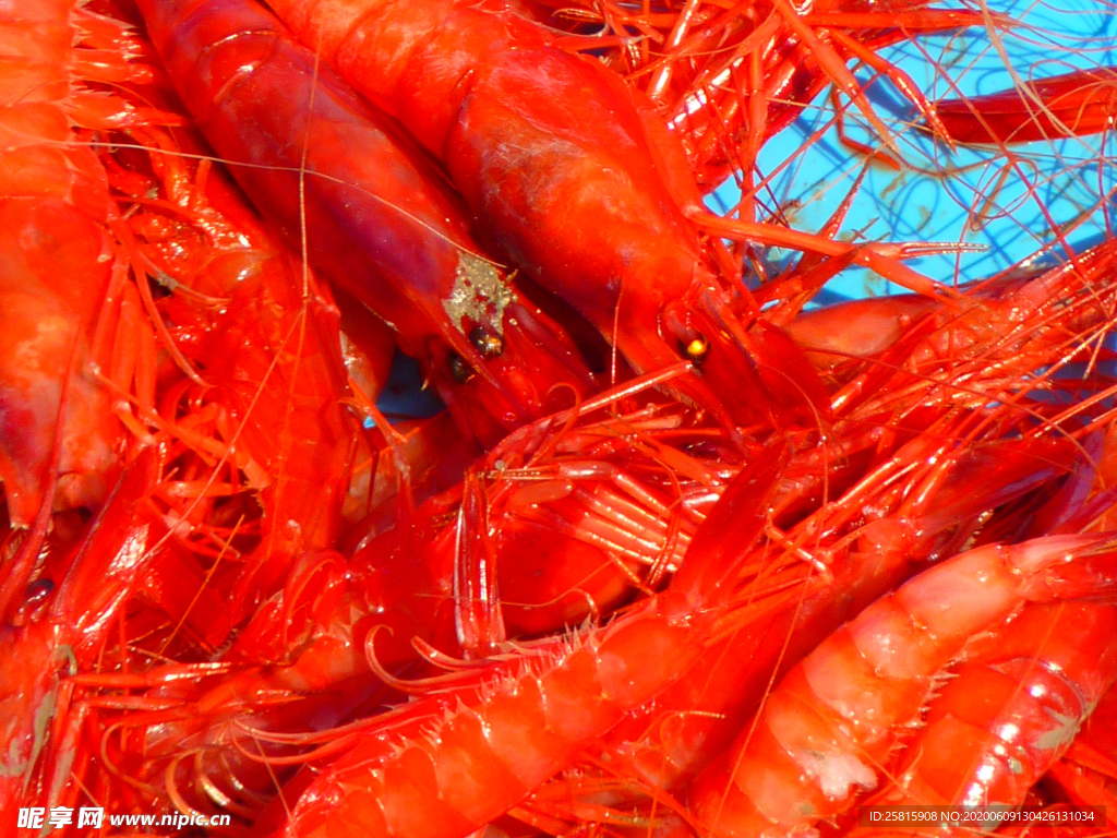 小龙虾大龙虾图片
