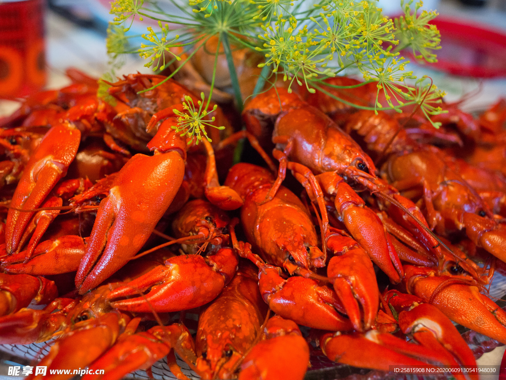 小龙虾大龙虾图片