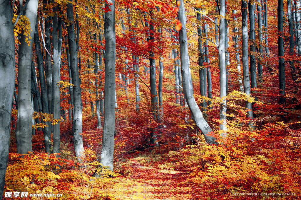 秋叶落叶树叶图片