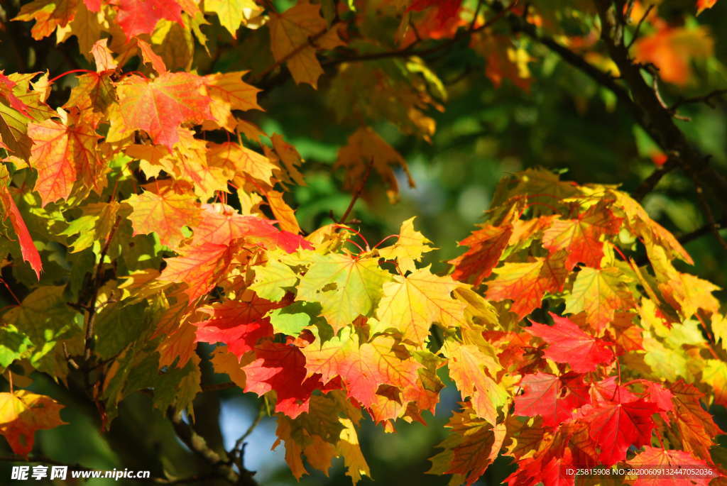秋叶落叶树叶图片