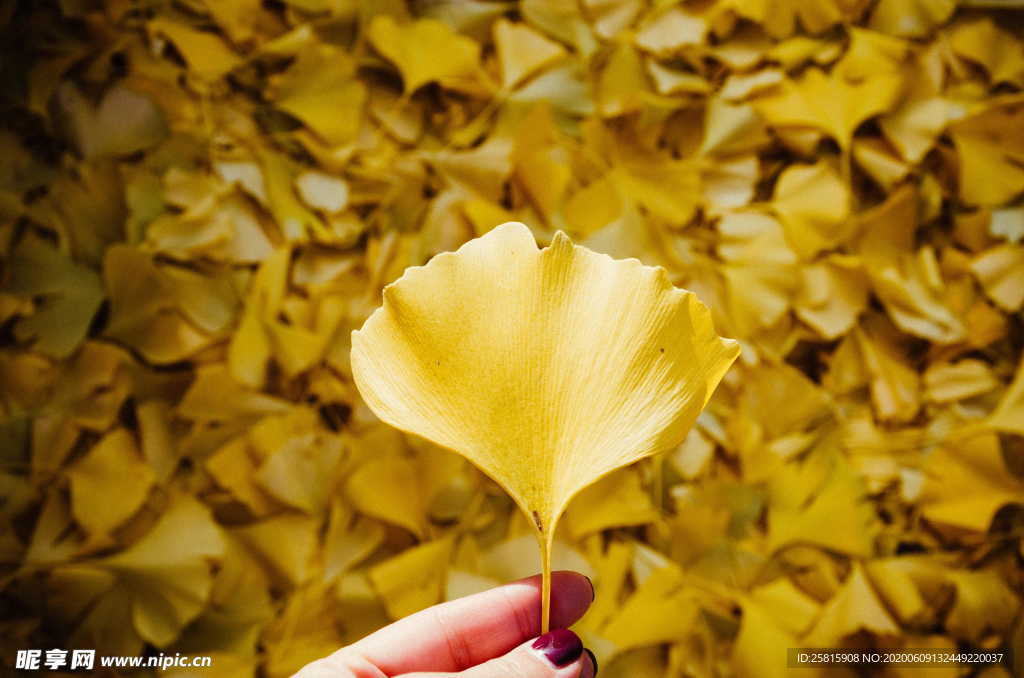 秋叶落叶树叶图片