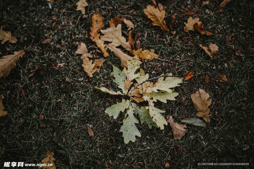 秋叶落叶树叶图片