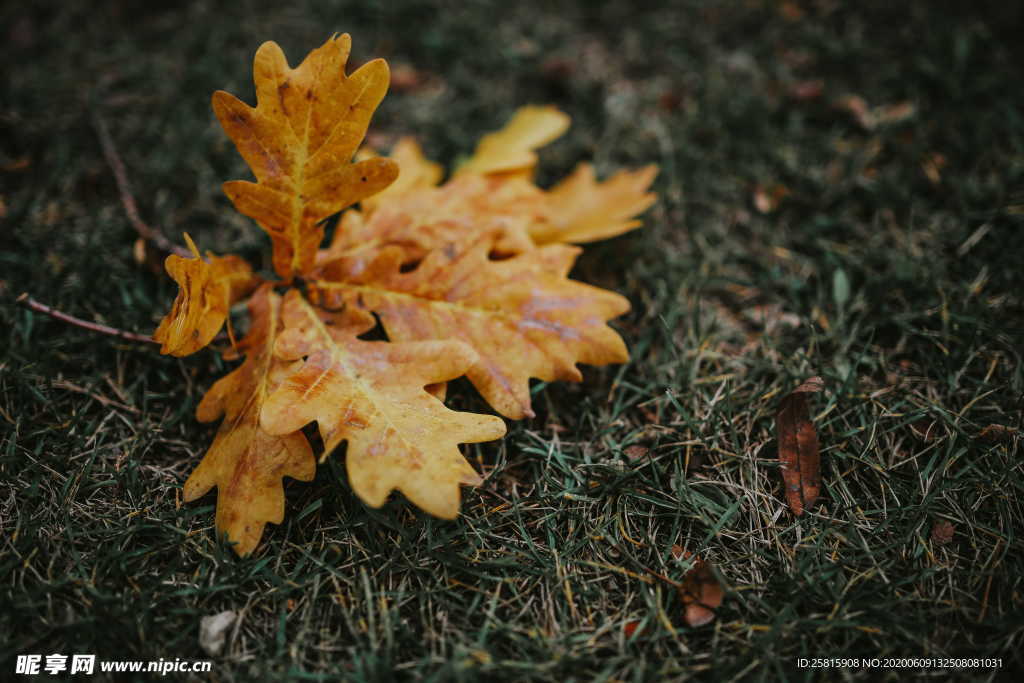 秋叶落叶树叶图片