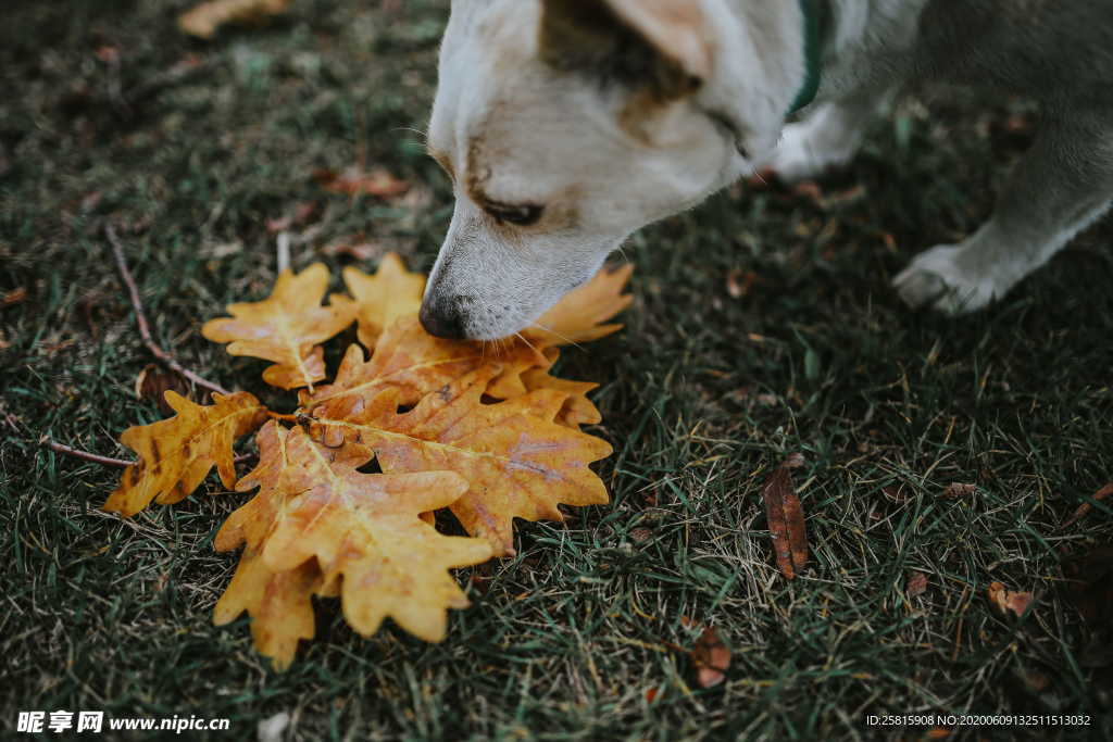 秋叶落叶树叶图片