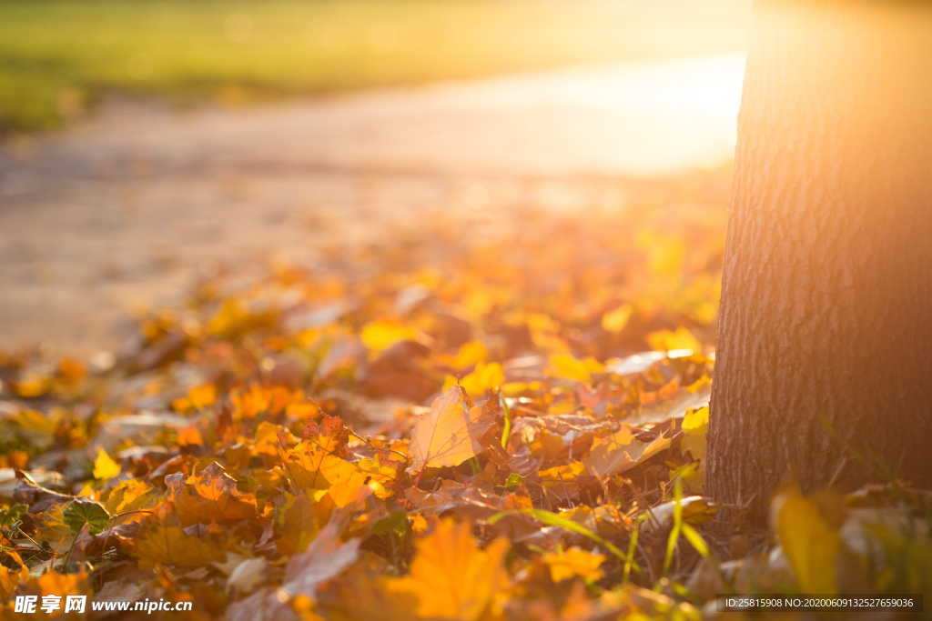 秋叶落叶树叶图片
