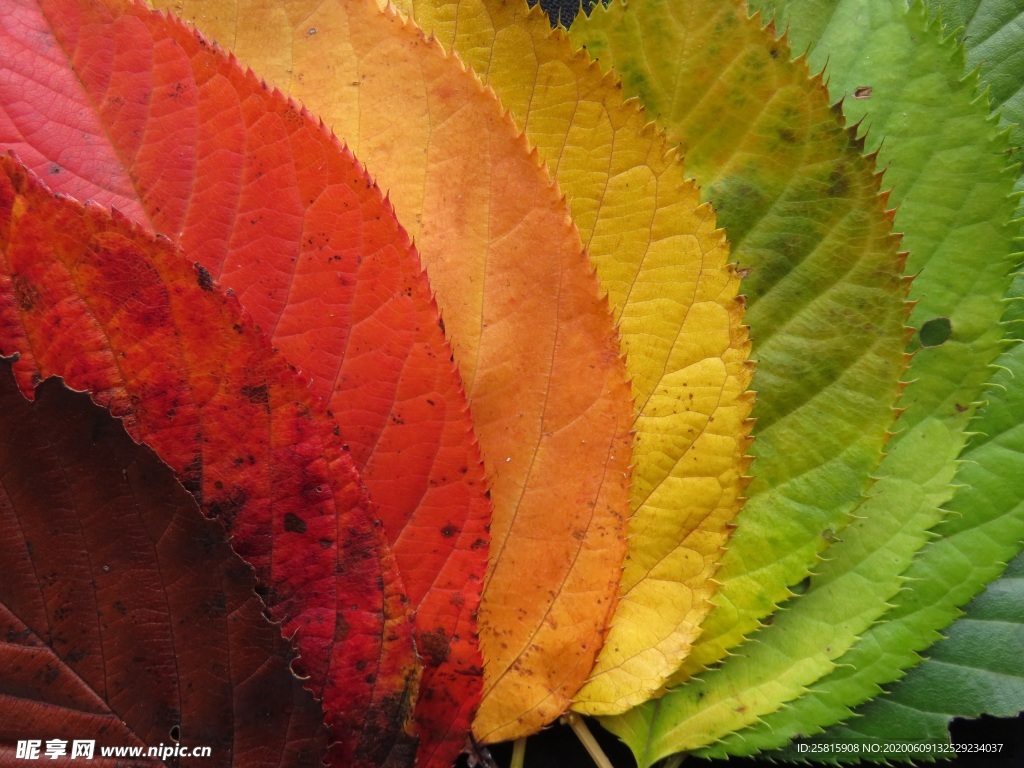 秋叶落叶树叶图片