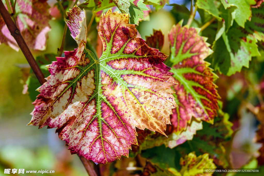 秋叶落叶树叶图片